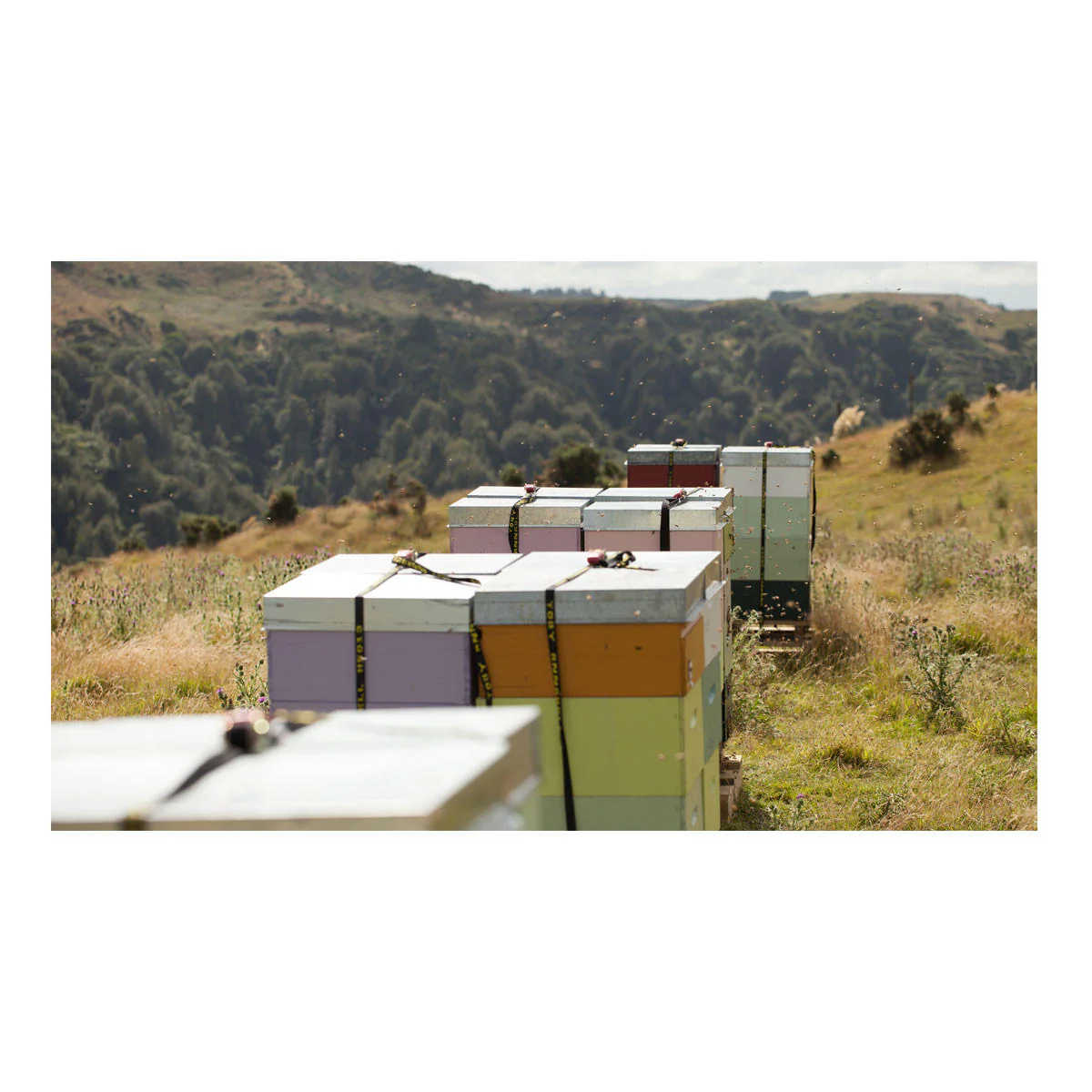 Egmont Honey Manuka Honey UMF 10+ - Image 5