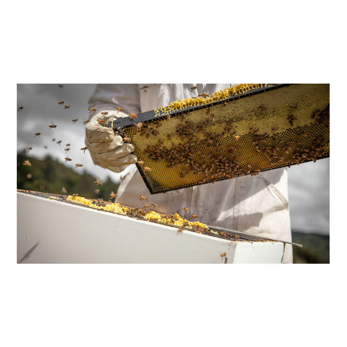 Egmont Honey Manuka Honey UMF23+ - Image 2