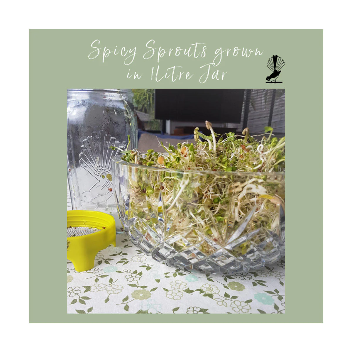 Organic Spicy Sprout Seeds - Image 2
