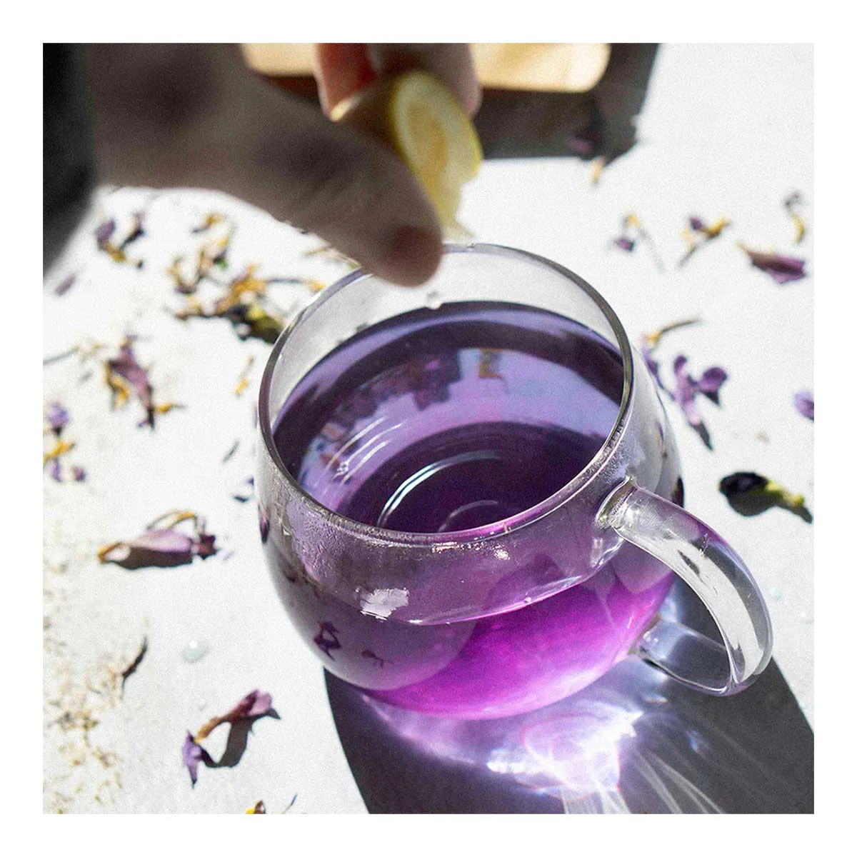Blue Lotus Butterfly Pea - Fountain Of Youth - Image 3