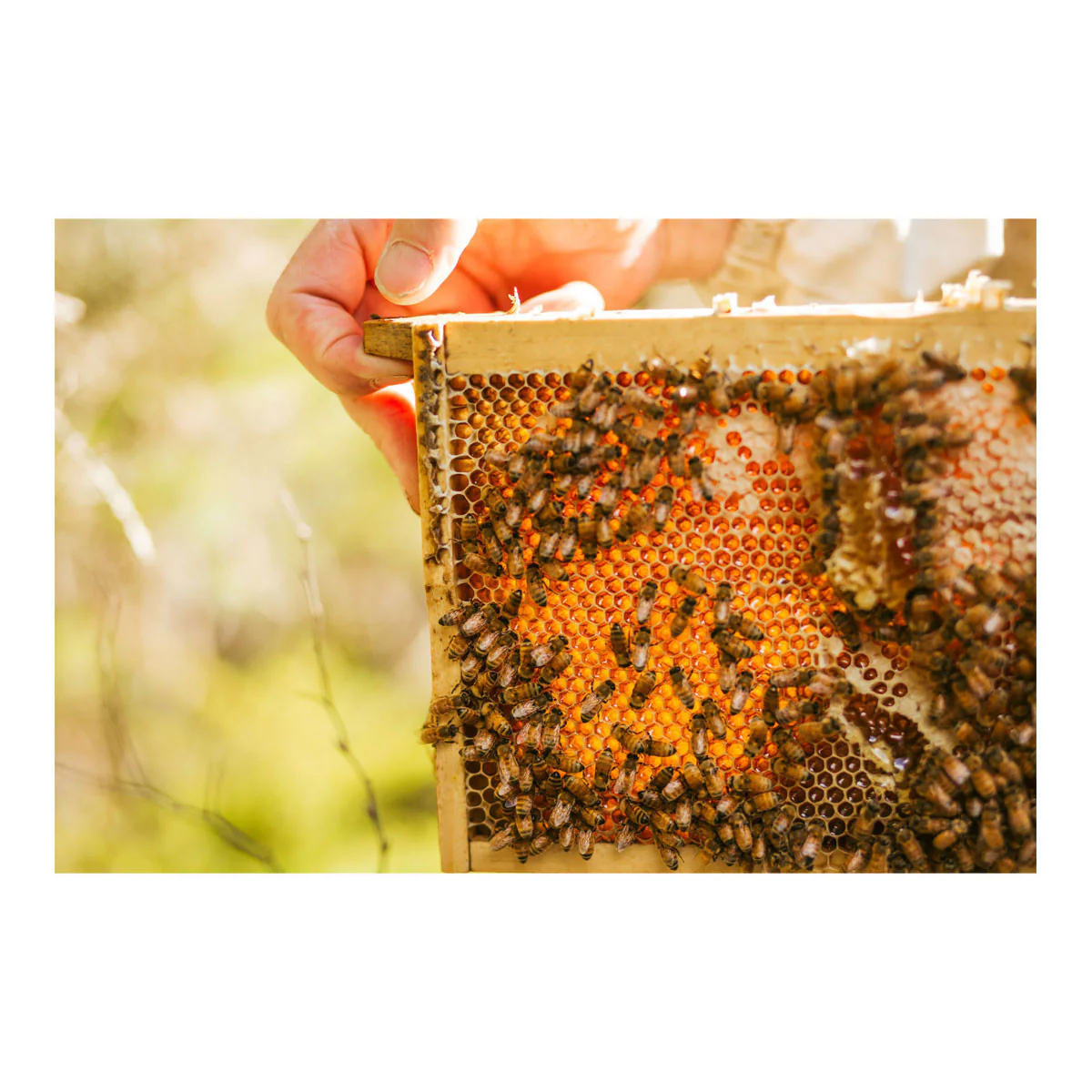 Manuka Honey - Image 2