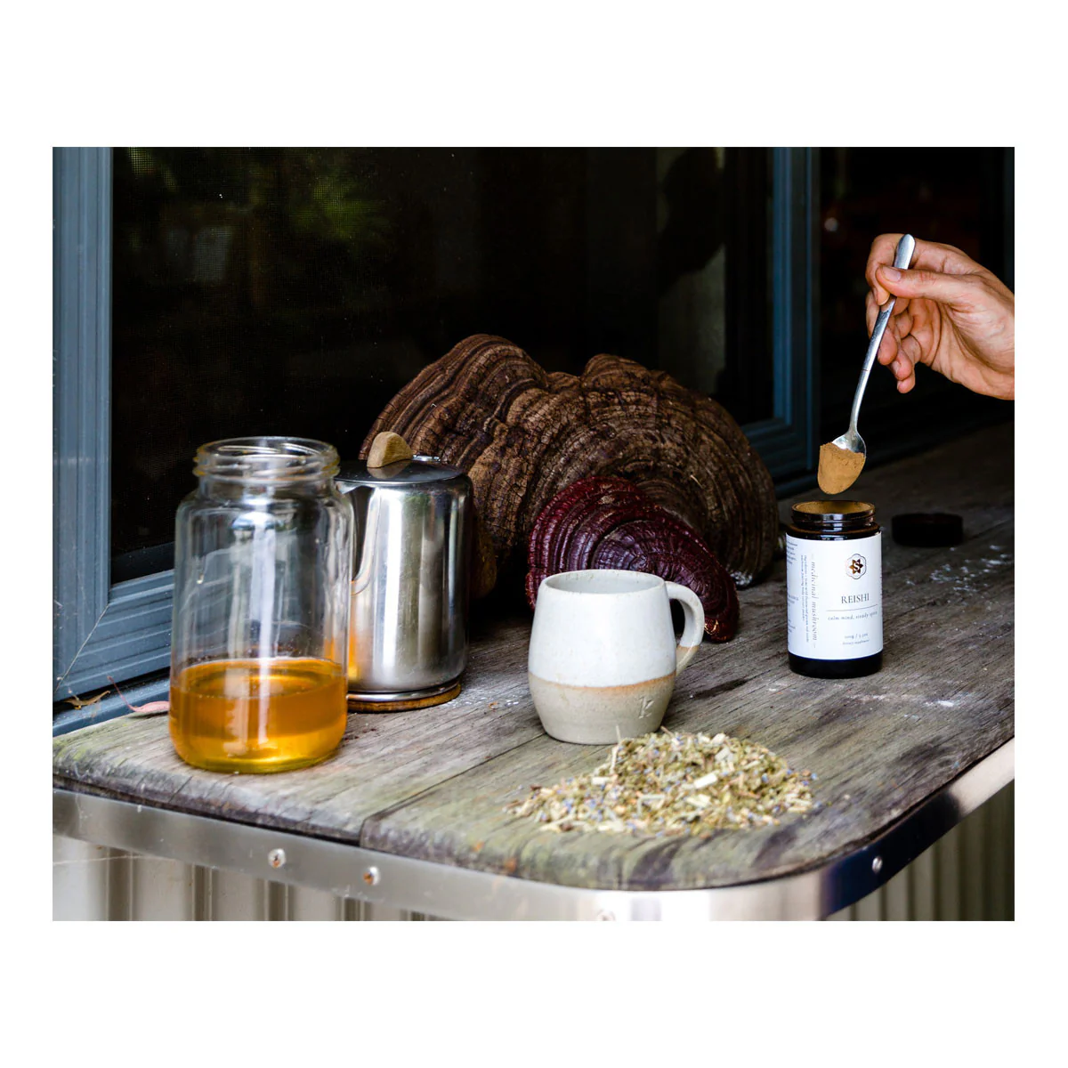 Reishi Mushrooms - Image 3