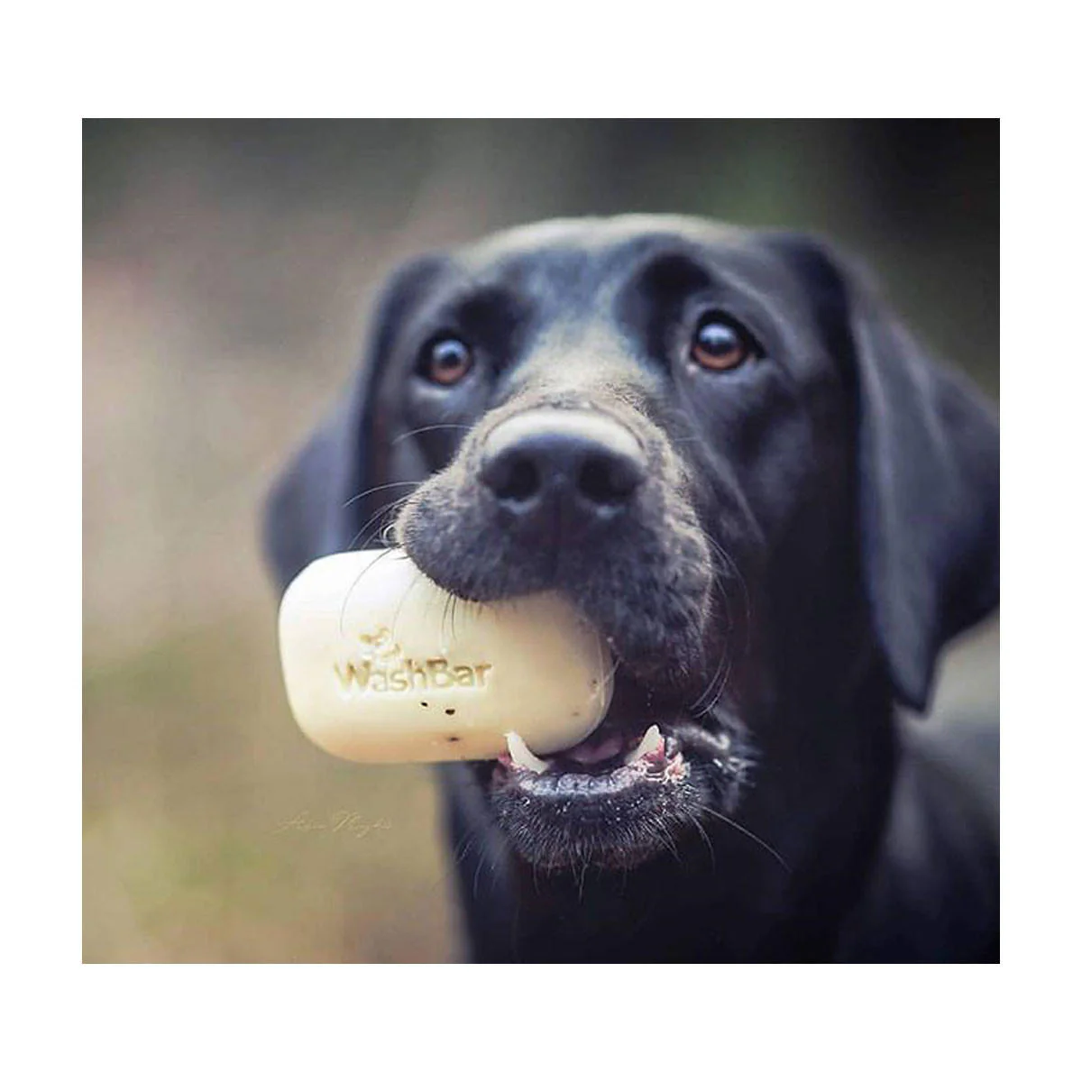 Original WashBar Soap For Dogs - Image 3